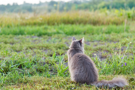 灰街猫坐在户外，绿草丛中