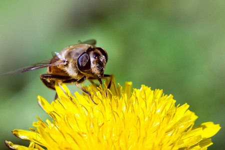 蜜蜂对花宏照片的春天和授粉概念。