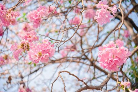 泰国泰莎樱花粉红色花，背景甜美