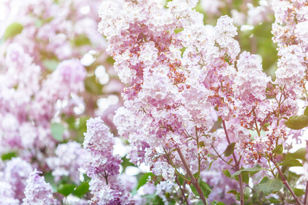 春天开放的紫丁香灌木与阳光。 开着紫色和紫色的丁香花。 春季季节自然背景