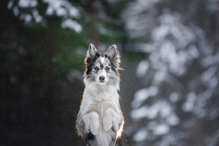 在森林里的冬天的狗的肖像。听话的大理石边界小马。与宠物同行
