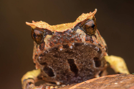 在绿叶上特写一只婆罗洲角蛙的形象照片