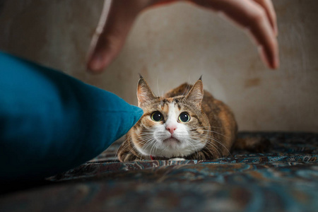 漂亮的神秘生姜猫狩猎人类的手在蓝色的沙发上.游戏时间照片