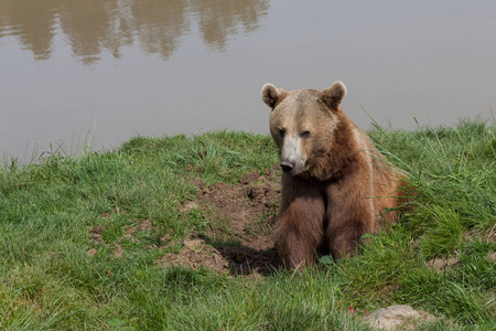 一只美国棕熊坐在春天阳光下的池塘旁边的绿草中。