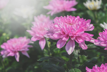 粉红色的菊花，美丽的树状花背景