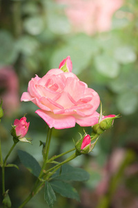 花园里的玫瑰很漂亮，阳光明媚。
