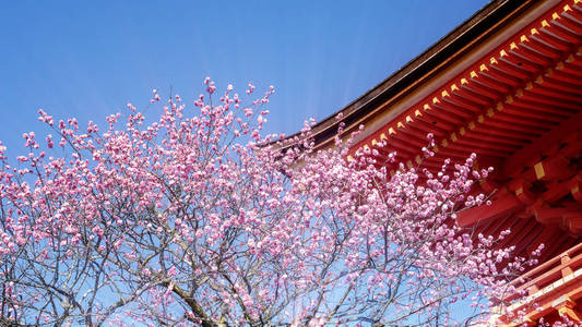 日本京都2015年3月36日樱花盛开期间，日本京都宫祖德拉寺的游客将绽放