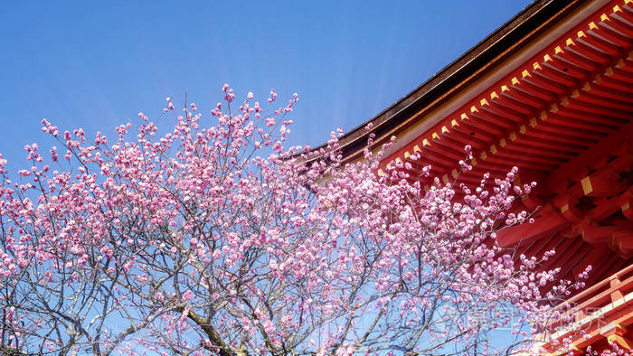 日本京都2015年3月36日:樱花盛开期间,日本京都宫祖德拉寺的游客将
