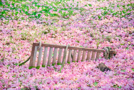 泰国泰莎樱花粉红色花，背景甜美