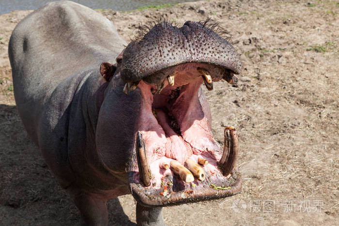 一种河马,张开大嘴,在阳光下站立时露出牙齿.照片-正版商用图片17yy73