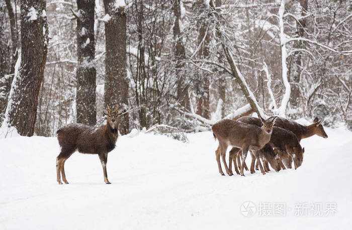 野生动物在他们的自然栖息地. 斑鹿家族在冬季森林道路觅食