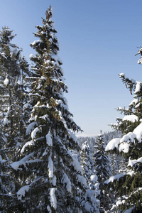 神奇的冬季景观与雪树。 喀尔巴阡山脉乌克兰欧洲。 圣诞节假期概念