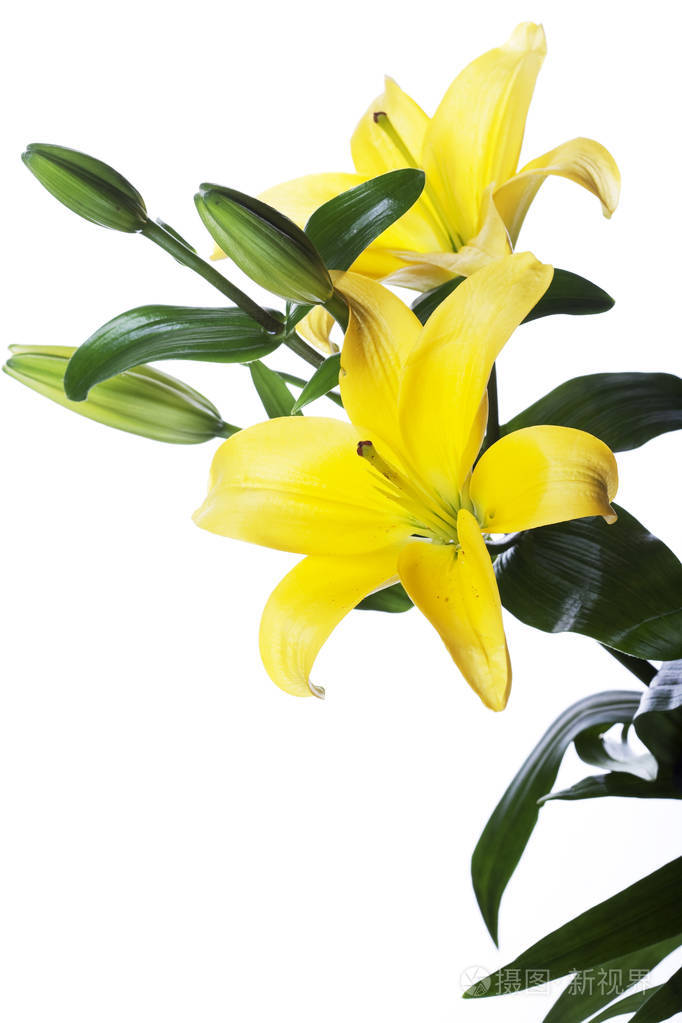 孤立在白色背景的百合花