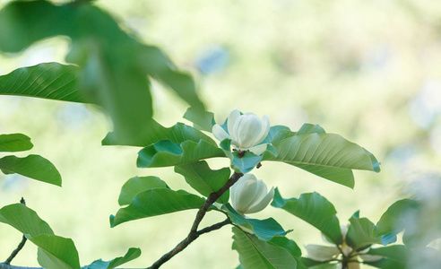 白玉兰花。 春天开着美丽的玉兰枝。 玉兰花盛开的树。 自然泉背景