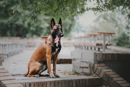 秋天公园的比利时牧羊犬