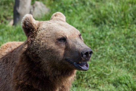 动物园互动一只棕色的熊,脸上有一种可爱的表情,坐在春天的阳光下