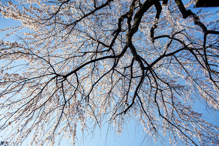 日本京都2015年3月36日樱花盛开期间在宫祖德拉寺庙的游客将在日本京都绽放