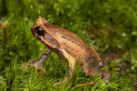 一只婆罗洲角蛙在绿叶上的特写镜头