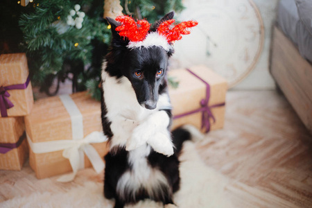 边境牧羊犬在圣诞装饰摆姿势。