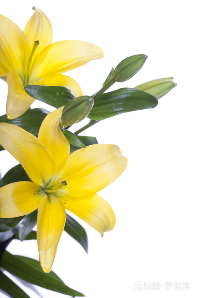 孤立在白色背景的百合花