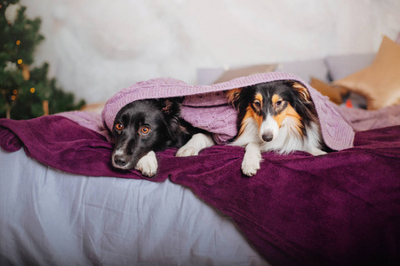 新年和圣诞狗。边境牧羊犬和舍特兰牧羊犬在家。