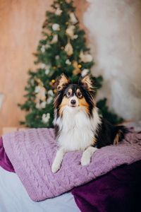 s interior. Christmas, holidays, garland, plaid, Christmas tree