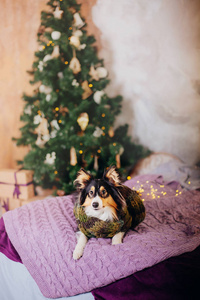 s interior. Christmas, holidays, garland, plaid, Christmas tree