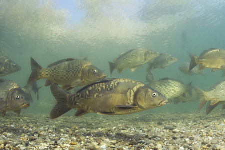野生鲤鱼淡水鱼鲤鱼(鲤鱼)在美丽的干净磅.一群在清澈的水里游泳.