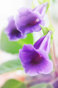 美丽的紫色花朵GloxiniaSinning，室内植物，特写