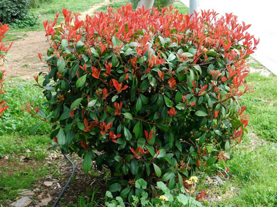 希腊阿提卡公园里一种红色和绿色叶子的红知更鸟灌木