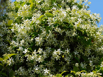 春天的迎春花或茉莉花藤和白花图片