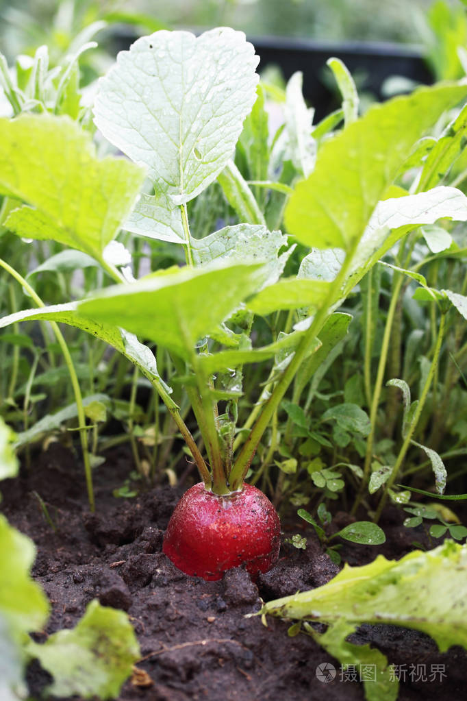 熟萝卜生长在土壤中