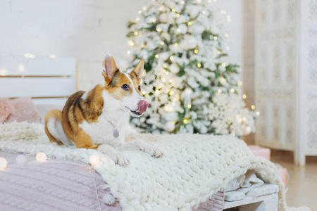 新年快乐圣诞假期和庆祝狗宠物在圣诞树附近的房间。