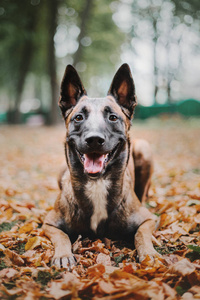 比利时牧羊犬伊利诺伊州狗在秋季公园