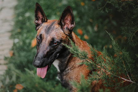 比利时牧羊犬伊利诺伊州狗在秋季公园