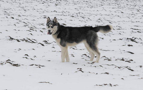 西伯利亚哈士奇狗，颜色黑白，冬天有蓝眼睛