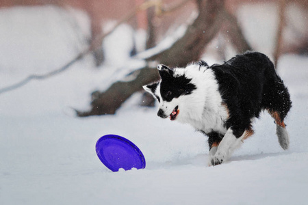 边境牧羊犬在大雪纷飞的冬季景观背景下玩耍