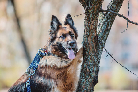 德国牧羊犬在春天