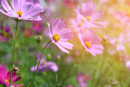 粉红色的宇宙花朵在花园里绽放