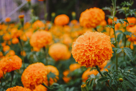 花园里的橙色万寿菊花