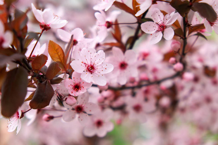 树上的粉红色花。 公园里的樱花。 春天阳光明媚