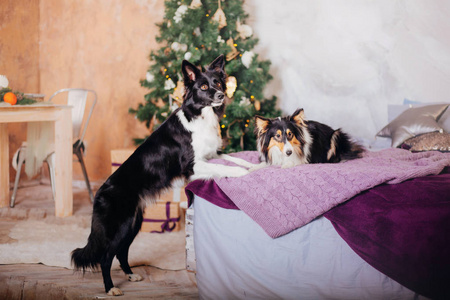 新年和圣诞狗。 边境牧羊犬和谢特兰牧羊犬在家。