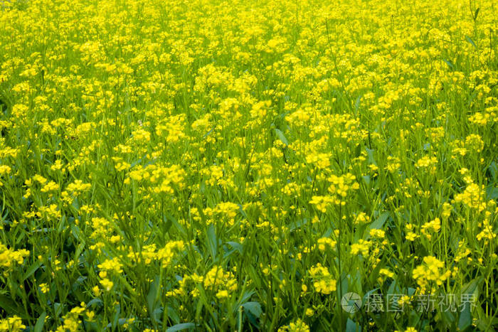 油菜花在印度村的春天. 有文本的副本空间.