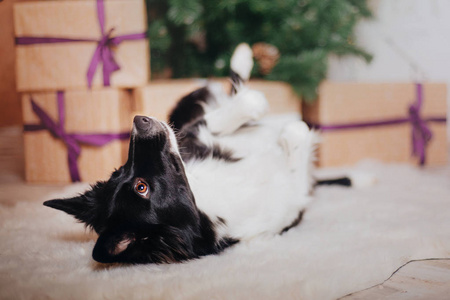 边境牧羊犬在圣诞节装饰摆姿势。