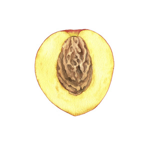 水彩画一半油桃分离在白色背景手绘植物插图