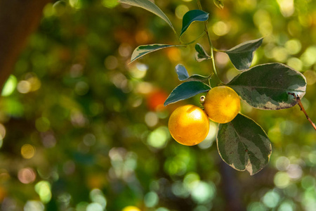 在阳光明媚的一天，一棵树上生长着一颗卡兰丁橙果