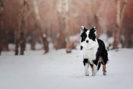 边境牧羊犬在大雪纷飞的冬季景观背景下玩耍