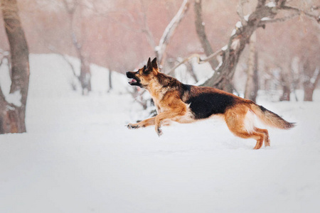 德国牧羊犬在冬天