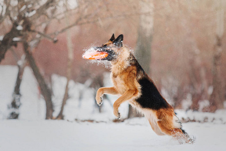 德国牧羊犬在冬天