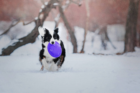 边境牧羊犬在大雪纷飞的冬季景观背景下玩耍